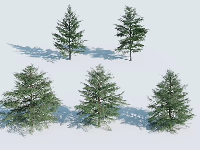 Multiple Tall Evergreen Arbor Trees With Lush Foliage And Natural Shadows 3d model