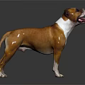 Brown and white Staffordshire Bull Terrier standing on dark background with tongue out