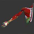 3D Rendered Human Arm Muscle Anatomy with Muscles Bones Grey Background and Reflection