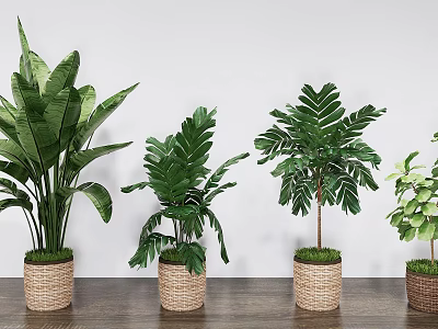 Various Green Leafy Potted Plants With Woven Pots On Wooden Floor Against White Wall 3d model