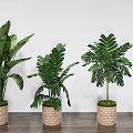 Various Green Leafy Potted Plants With Woven Pots On Wooden Floor Against White Wall