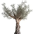 Olive Tree Bonsai Potted Plant with Thick Trunk Lush Branches and Leaves and Black Pot
