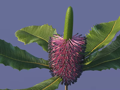 Vibrant Pink Flower With Purple Tiny Parts Green Stem And Serrated Green Leaves 3d model