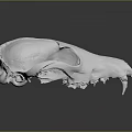 White Animal Skull Organ Structure Displayed On Dark Background With Detailed Bone Texture