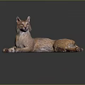Lynx with Brown Spotted Fur Lying on Reflective Surface with Tufted Ears 3d model