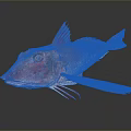 Vibrant Red Sea Fish With Distinctive Blue Fins And Sharp Facial Features On Dark Background