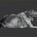 Artistic Border Collie Dog Lying On Black Background With Gray White Fur And Blue Tint