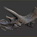 Medical Device Triceratops Skull Anatomical Model For Educational Study And Training 3d model