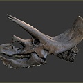 Modern Skull Triceratops Dinosaur Triceratops Skull Triceratops 3d model