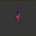 Detailed 3D Anatomical Model of Human Heart With Red Blue Blood Vessels