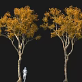 Two Yellow Leaf Trees with White Figure Against Black Background 3d model
