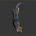 Realistic Brown and Gray Jackal Figure Standing on Dark Reflective Ground