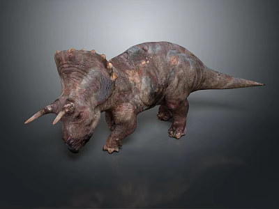 Realistic Triceratops Dinosaur 3D Rendering On Gray Background With Horns And Skin Texture 3d model