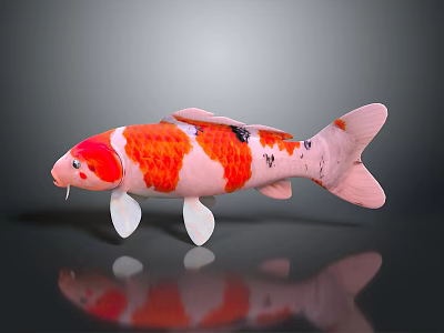 Vibrant Koi Fish With Red White Patterns And Black Spots On Dark Surface With Reflection 3d model