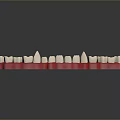 3D Rendered Dental Organ Model Featuring White Teeth And Red Gums Design