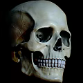 Detailed Human Skull Anatomical Model Medical Equipment For Teaching And Research