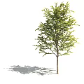 Arbor Trees With Green Leaves Various Sizes And Natural Shadows 3d model