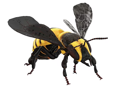 Flying Insect Bee With Yellow And Black Stripes Detailed Transparent Wings Long Antennae And Legs 3d model