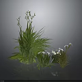 Green Plants with Lush Grass and Small White Flowers in Various Clusters