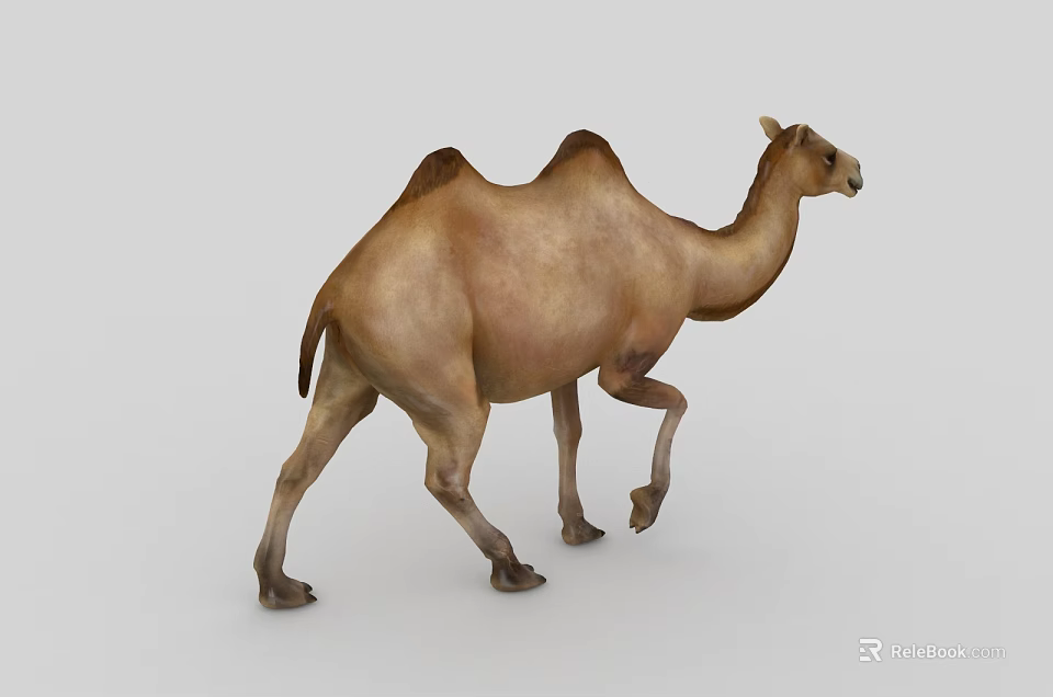 Realistic Bactrian Camel 3D Model In Walking Posture On Gray Background 3d model 