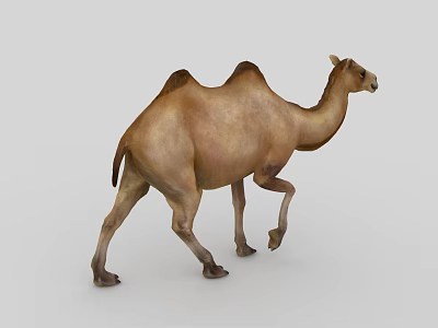 Realistic Bactrian Camel 3D Model In Walking Posture On Gray Background 3d model