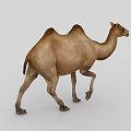 Realistic Bactrian Camel 3D Model In Walking Posture On Gray Background 3d model
