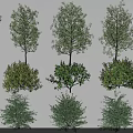 Different Types Of Landscape Trees Collection With Various Sizes And Foliage Shapes