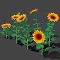Blooming Sunflowers Standing Tall With Bright Yellow Petals And Green Leaves