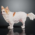 White Chihuahua with Brown Spots in Standing Pose and Fluffy Fur on Dark Background