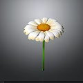 White Daisy Flower With Yellow Center And Green Stem On Gray Background
