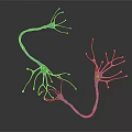 Neurons As Neural Organ Components And Their Influence On Hair Growth Mechanism
