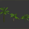 Three Green Tropical Plants With Broad Leaves And Reflections On Gray Background