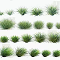 Green Grass Collection Featuring Various Shapes Different Sizes And Lush Foliage Arranged Neatly