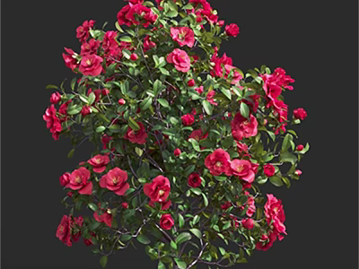 Vibrant Red Flowers With Lush Green Leaves On A Blooming Garden Shrub 3d model