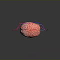 Human Brain Anatomy Model Showing Frontal Parietal Temporal Occipital Lobes And Cerebellum