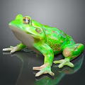 Green Frog Shiny Skin Detailed Eyes Webbed Feet on Black Glossy Surface with Reflection