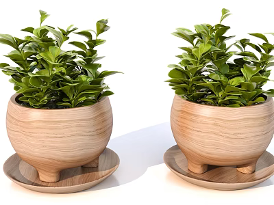 Two Bonsai Plants in Wooden Pots with Saucers and Lush Green Leaves 3d model