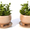 Two Bonsai Plants in Wooden Pots with Saucers and Lush Green Leaves