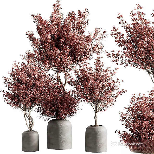 Indoor Decorative Bonsai Plants With Red Leaves In Gray Ceramic Pots 3d model 