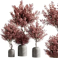 Indoor Decorative Bonsai Plants With Red Leaves In Gray Ceramic Pots