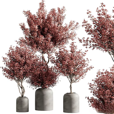 Indoor Decorative Bonsai Plants With Red Leaves In Gray Ceramic Pots 3d model