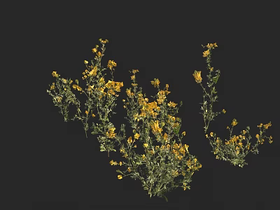 Yellow Flowers With Multiple Branches And Dense Blooms Against Black Background 3d model