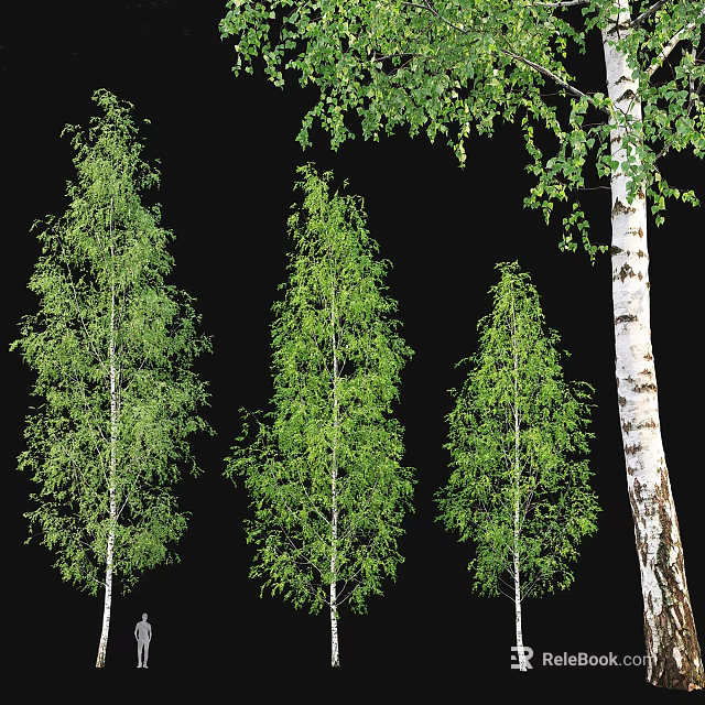 Lush Green Arbor Trees With Different Heights White Bark And Dense Foliage 3d model 