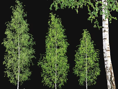 Lush Green Arbor Trees With Different Heights White Bark And Dense Foliage 3d model