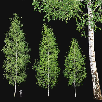 Lush Green Arbor Trees With Different Heights White Bark And Dense Foliage 3d model