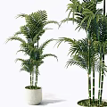 Potted Bonsai Plants With Slender Green Stems And Lush Leaves In White Pots