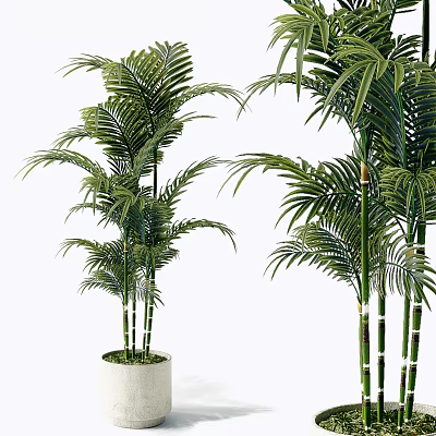 Potted Bonsai Plants With Slender Green Stems And Lush Leaves In White Pots 3d model