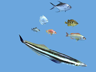 Various Colorful Aquatic Fish Different Species Swimming In Blue Water Scene 3d model