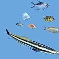 Various Colorful Aquatic Fish Different Species Swimming In Blue Water Scene