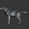 Gray and White Wolf in Standing Pose on Reflective Floor with Gray Gradient Background 3d model